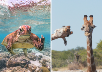 Quel est l'animal qui rigole le plus ?