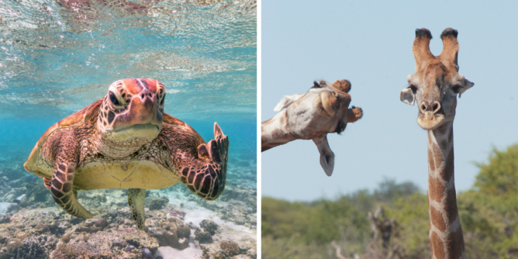 Quel est l'animal qui rigole le plus ?