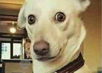 Quel est l'animal qui rit le plus ?