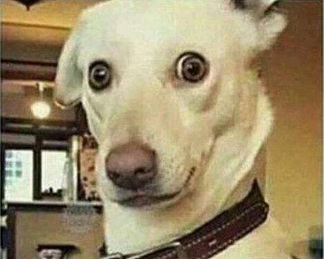 Quel est l'animal qui rit le plus ?