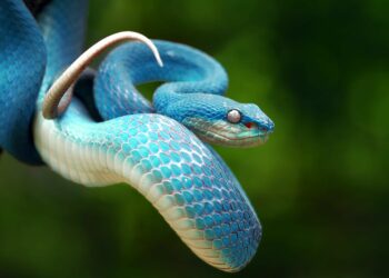 Quel est l'animal qui tue les serpents ?