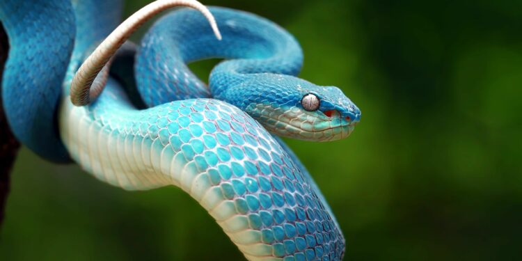 Quel est l'animal qui tue les serpents ?