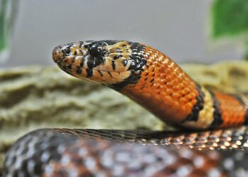 Quel est l'animal qui tue les serpents ?