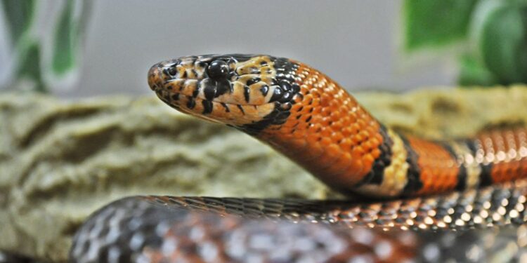 Quel est l'animal qui tue les serpents ?