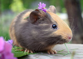 Quel est l'animal qui vit le plus longtemps au monde ?