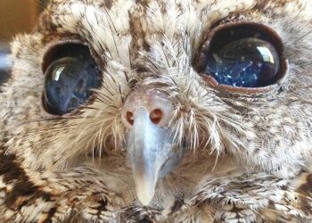 Quel est l'arme de Zeus ?