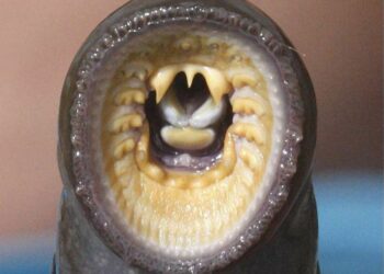 Quel est l'autre nom de la lamproie ?