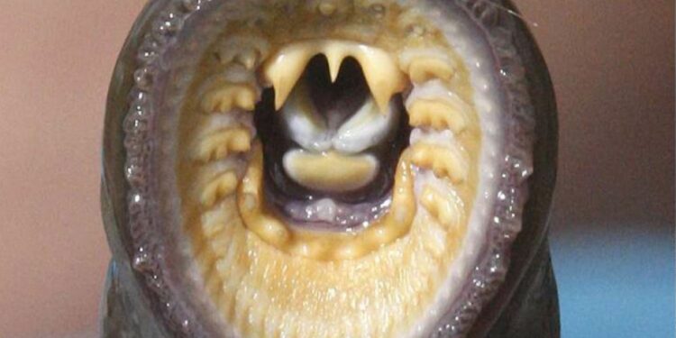 Quel est l'autre nom de la lamproie ?