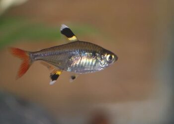 Quel est l'autre nom du coq de bruyère ?