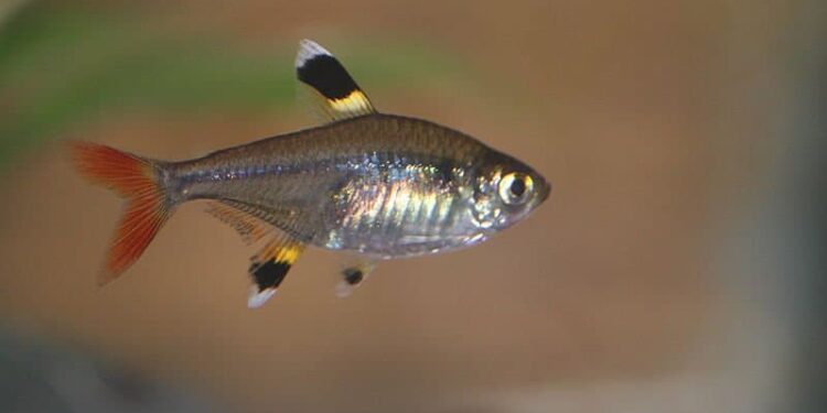 Quel est l'autre nom du coq de bruyère ?