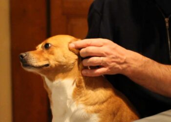 Quel est le bon moment pour euthanasier son chien ?