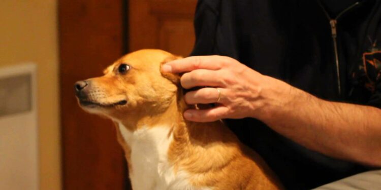 Quel est le bon moment pour euthanasier son chien ?