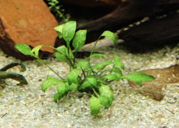 Quel est le bon pH du sol ?