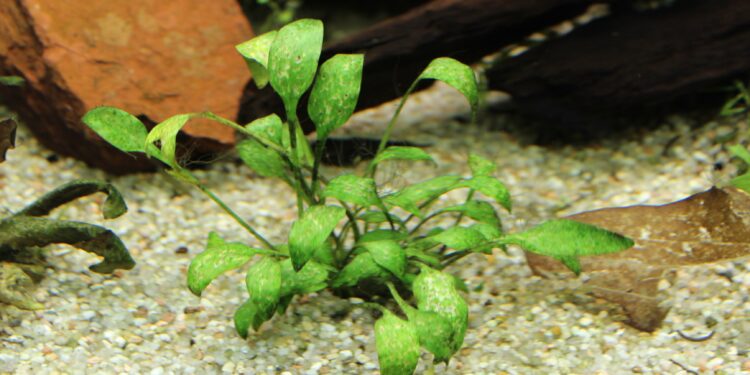 Quel est le bon pH du sol ?