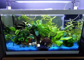 Quel est le bon pH pour un aquarium ?