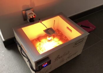 Quel est le bon taux d'humidité dans une couveuse ?