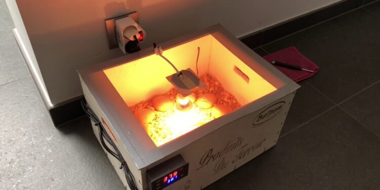 Quel est le bon taux d'humidité dans une couveuse ?