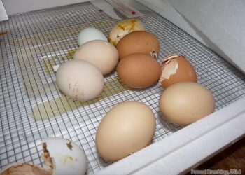 Quel est le bon taux d'humidité dans une couveuse ?