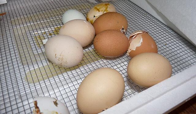 Quel est le bon taux d'humidité dans une couveuse ?