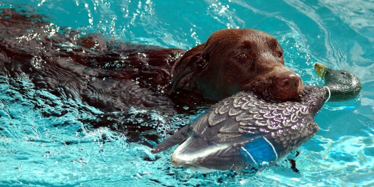 Quel est le chien de chasse le plus polyvalent ?