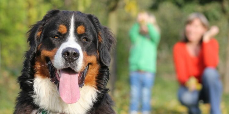 Quel est le chien le moins contraignant ?