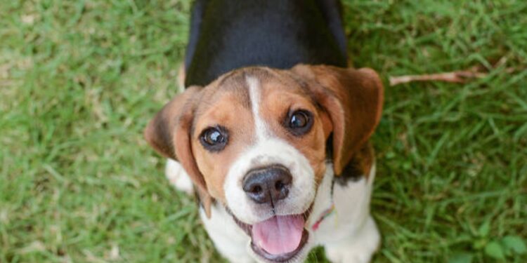 Quel est le chien le moins contraignant ?