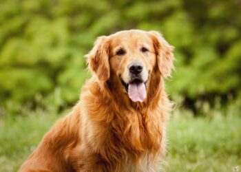 Quel est le chien le moins contraignant ?