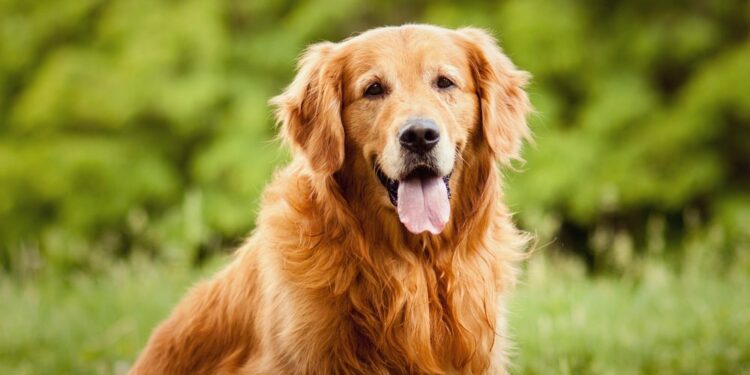 Quel est le chien le moins contraignant ?