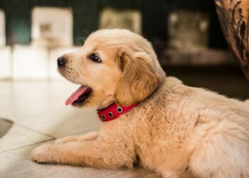 Quel est le chien le moins contraignant ?