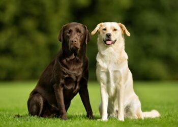 Quel est le chien le moins contraignant ?
