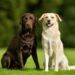 Quel est le chien le moins contraignant ?
