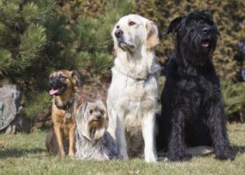 Quel est le chien le moins contraignant ?