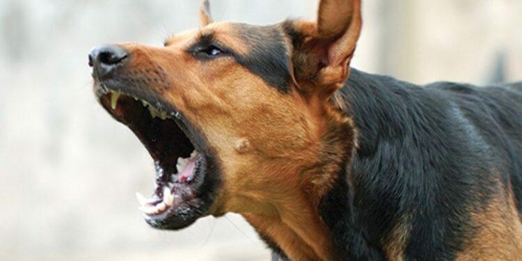 Quel est le chien le plus aboyeur ?