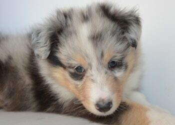 Quel est le chien le plus aboyeur ?