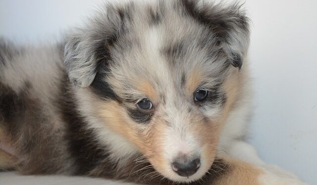 Quel est le chien le plus aboyeur ?