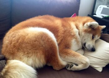 Quel est le chien le plus calme et affectueux ?