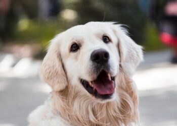 Quel est le chien le plus calme et affectueux ?