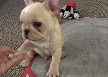 Quel est le chien le plus difficile à dresser ?