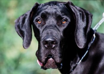 Quel est le chien le plus difficile à dresser ?