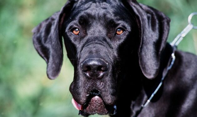 Quel est le chien le plus difficile à dresser ?