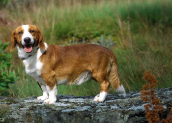 Quel est le chien le plus facile à éduquer ?