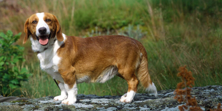 Quel est le chien le plus facile à éduquer ?