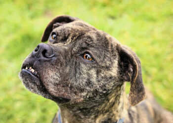 Quel est le chien le plus facile à vivre ?