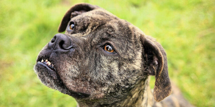 Quel est le chien le plus facile à vivre ?