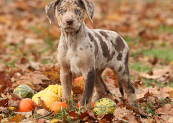 Quel est le chien le plus facile à vivre ?