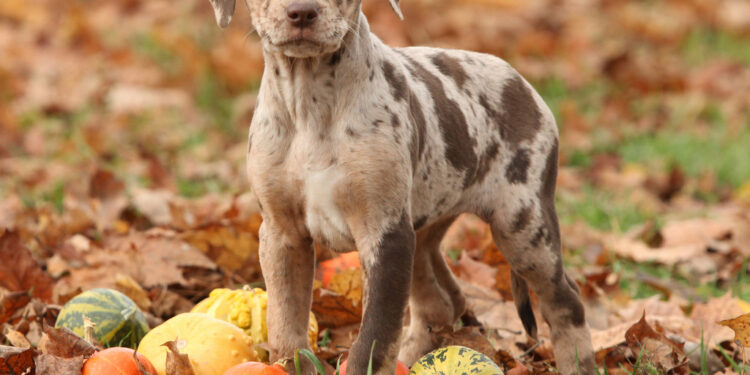 Quel est le chien le plus facile à vivre ?