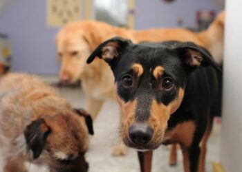 Quel est le chien le plus facile à vivre ?