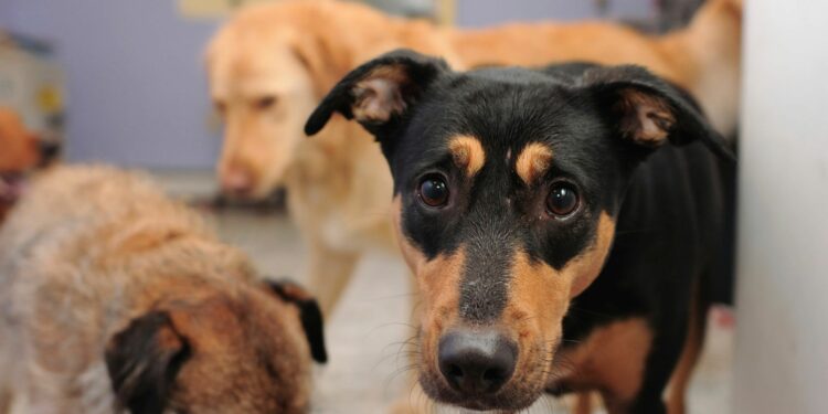 Quel est le chien le plus facile à vivre ?