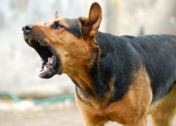 Quel est le chien le plus facile à vivre ?