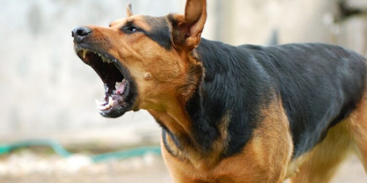 Quel est le chien le plus facile à vivre ?